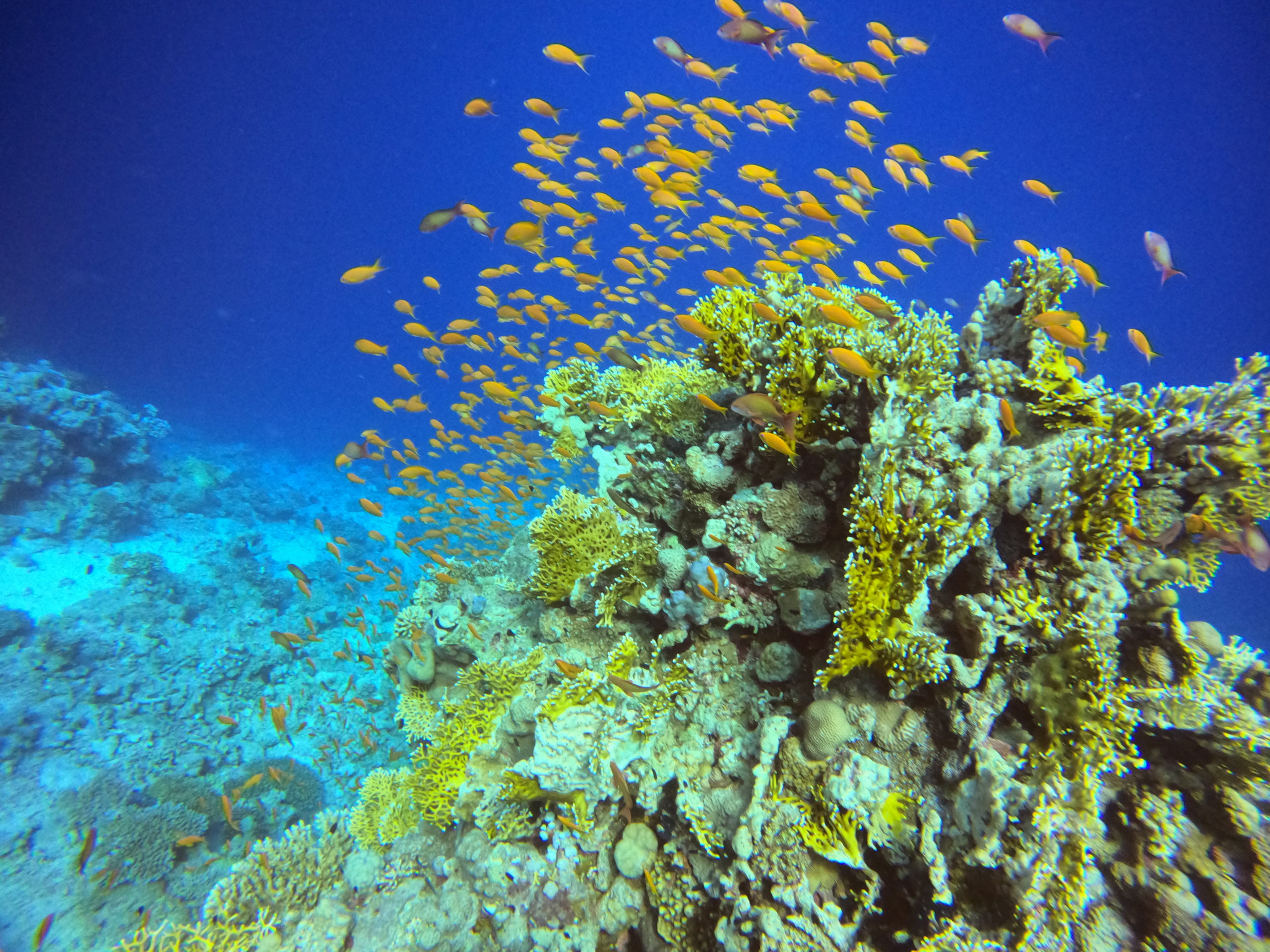 Korallenblock voller Fahnenbarsche