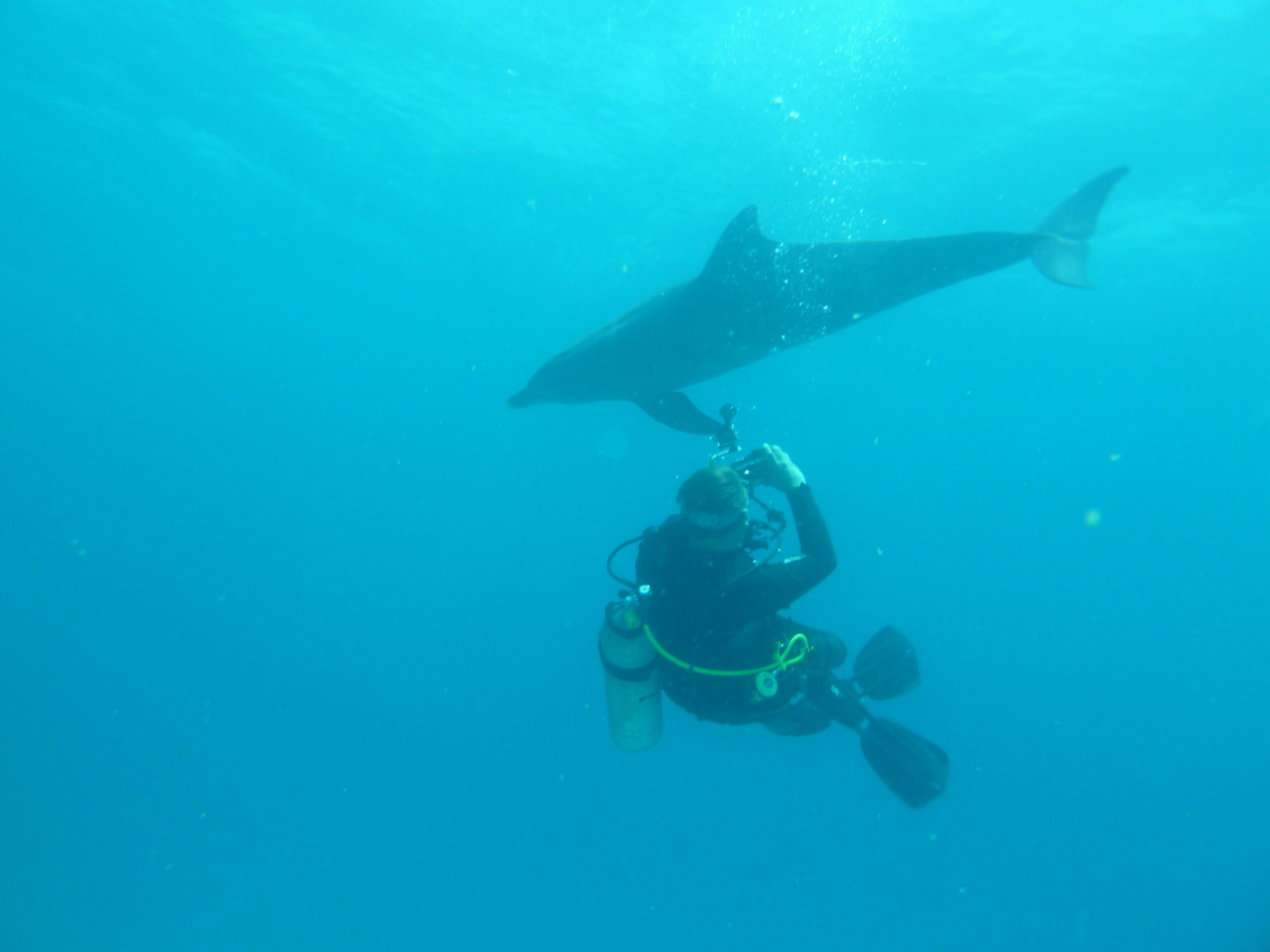 Delfin mit UCS-Fotograf